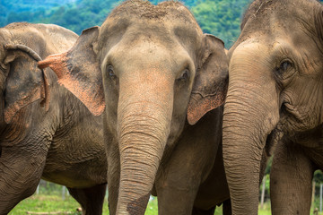 Three elephants in nature park - Chiang Mai, Thailand - 139149422