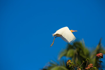 Flying  white heron - Bali, Indonesia