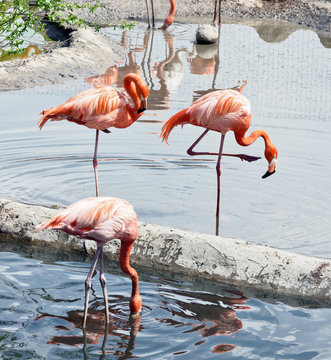Flamingo in Moscow Zoo