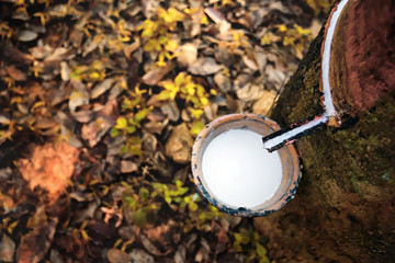 Rubber tree and bowl filled with latex,the plantation economy of Southeast Asia.Selective focus and...