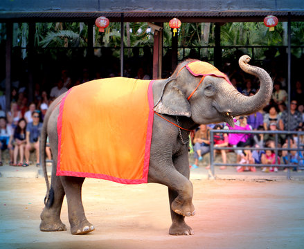 Fototapeta Photos bright funny elephant