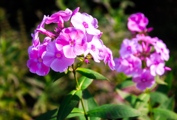 Pink phlox flowers in bright sunny garden