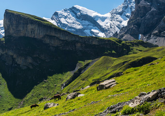 Alps  in Switzerland, Panoramic view with horses