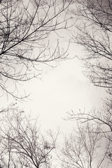 Bare branches of the tree ,color toned.Abstract background.