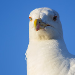 sea gull sitting on the roof
