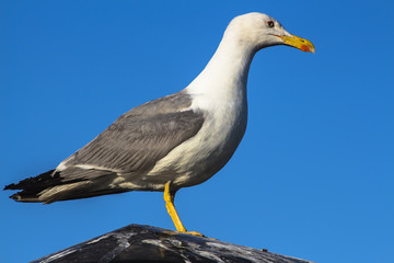 sea gull sitting on the roof