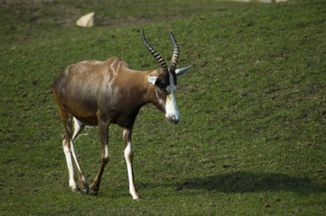 Bontebok antelope