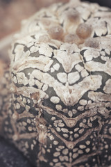 Cactus close-up