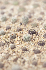 Domestic cactus /Succulent plant (CACTACEAE),selective focus and shallow depth of field.
