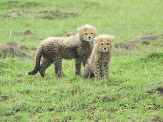 cheetah Cubs