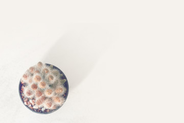 Domestic cactus  plant on white background.Summer flower decoration hipster lifestyle.