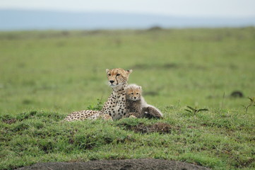 Cheetah & cub