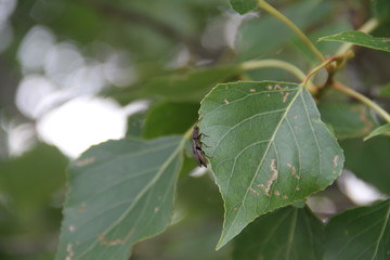 Mother Nature