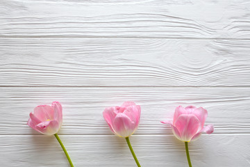 Wooden white background and pink tulips.  March 8, Mother's Day.