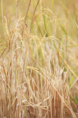 Blurry of golden rice field.