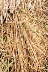 Blurry of golden rice field.