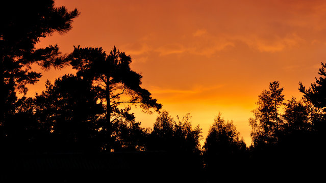 Silhouettes of trees on background of orange golden colors of sunset