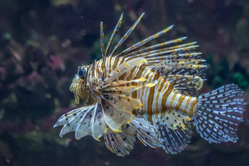 Scorpionfish in the sea