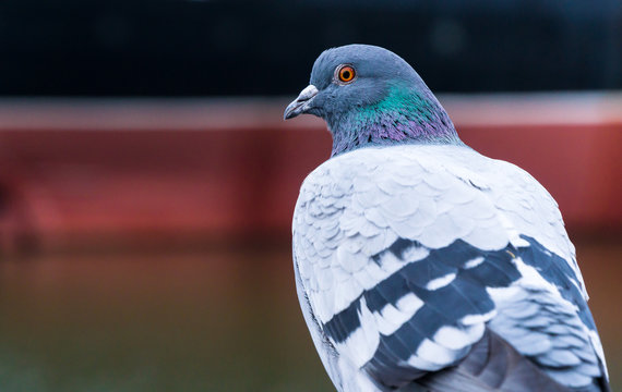 Colorful Pigeon during mating season closeup