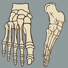 Foot Bones Vector