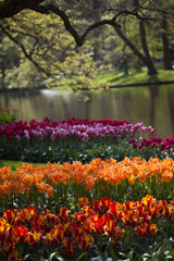 Spring in garden, flower background, tulips