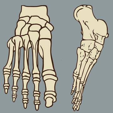 Foot Bones Vector