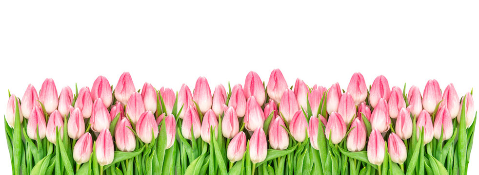 Spring tulip flowers isolated white background Floral banner