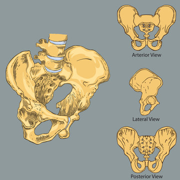 Pelvic Girdle Anatomy Vector