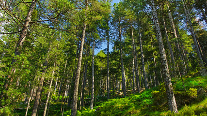 Fototapeta na wymiar Forêt sous un ciel bleu
