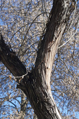 Treetop from low perspective