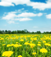 Fototapeta premium dandelions