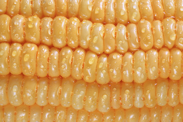 Closeup of sweet corn,color toned.