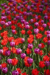 Tulips , the flowers in the garden , early spring