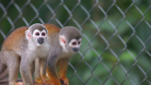 Ecuadorian squirrel monkey. Common names: Warisa, Barizo, Mono ardilla ecuatoriano. Scientific name: Saimiri cassiquiarensis