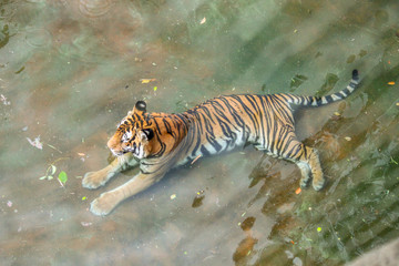 Fototapeta na wymiar Tigers Walking and Laying in the Water