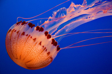 Jellyfish 