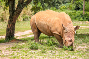 Obraz premium White Rhino Eating Alone