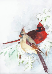 Cardinal in snow watercolor painting isolated on white greeting card - 139156652