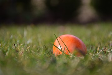 1 buntes Ei im Gras