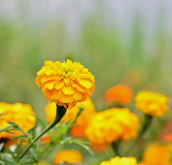 Yellow marigold blooming on the natural backdrop.