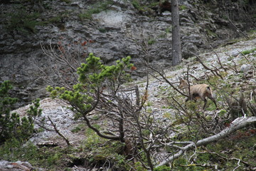 Mountain Goats