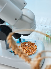 GM wheat examination