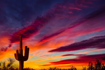 Arizona desert landscape with Siguaro Cactus in silohouette - obrazy, fototapety, plakaty