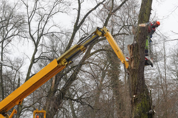 Ścinanie drzewa pilarką łańcuchową spalinową metodą zwyżki
