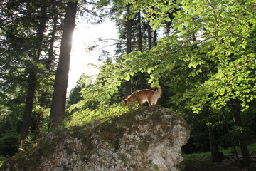 Fox Dog Wood
