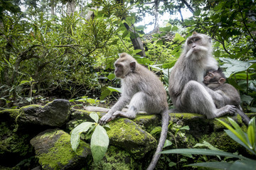 Naklejka na ściany i meble Bali Monkeys