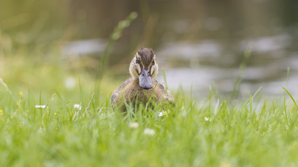 Obraz premium Little duck on the grass