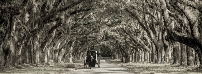 Horse drawn carriage on plantation, bw image