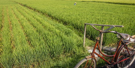 Bali Rice Field Worker with Bicycle