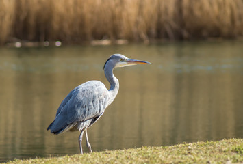 Reiher am Seeufer